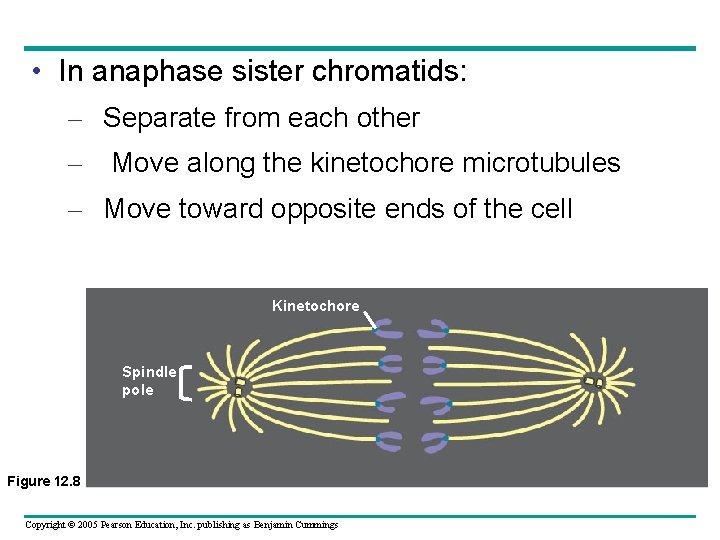  • In anaphase sister chromatids: – Separate from each other – Move along