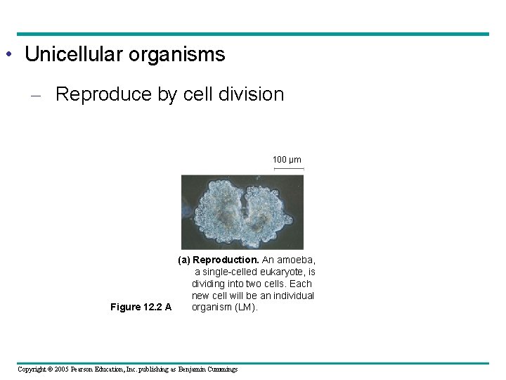  • Unicellular organisms – Reproduce by cell division 100 µm (a) Reproduction. An