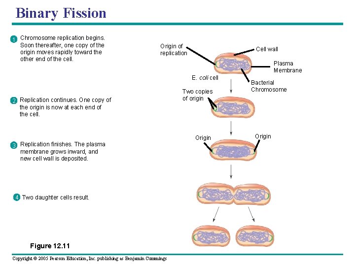 Binary Fission 1 Chromosome replication begins. Soon thereafter, one copy of the origin moves