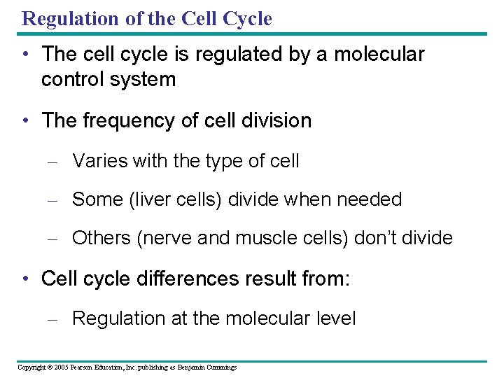 Regulation of the Cell Cycle • The cell cycle is regulated by a molecular