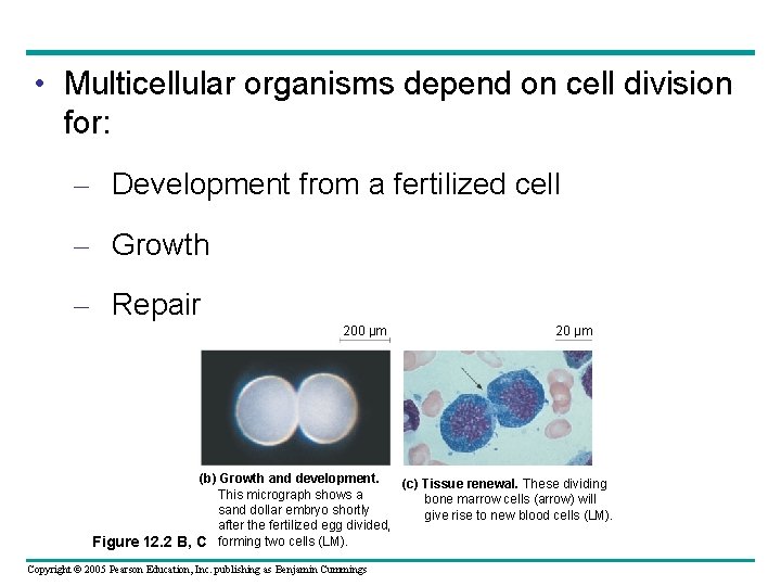  • Multicellular organisms depend on cell division for: – Development from a fertilized