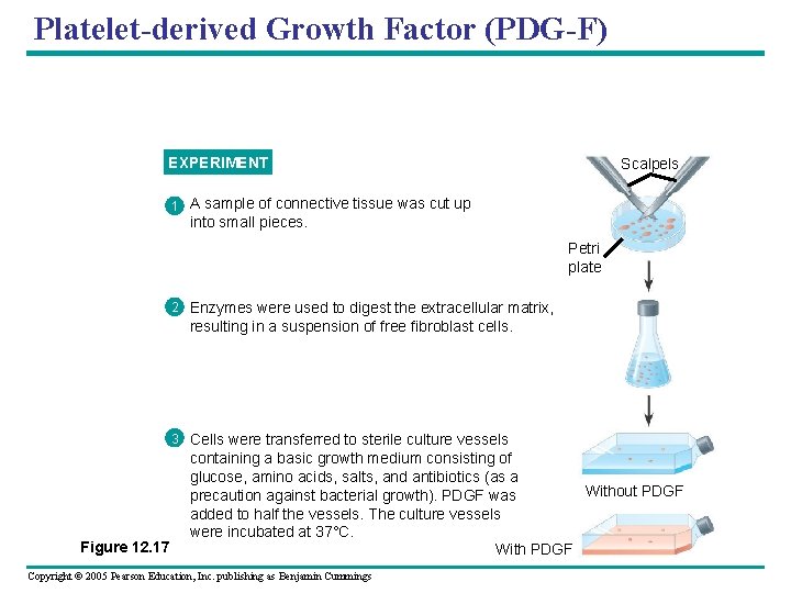 Platelet-derived Growth Factor (PDG-F) EXPERIMENT Scalpels 1 A sample of connective tissue was cut
