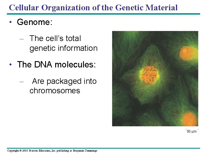 Cellular Organization of the Genetic Material • Genome: – The cell’s total genetic information