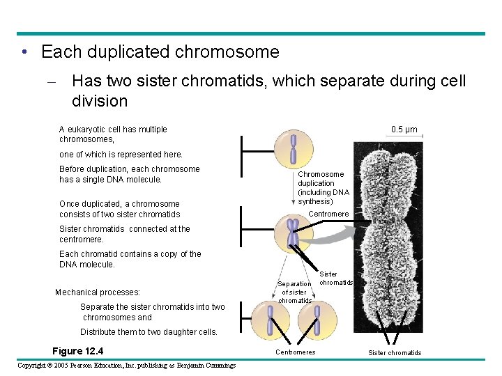  • Each duplicated chromosome – Has two sister chromatids, which separate during cell