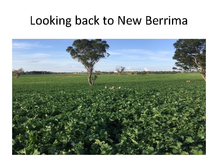 Looking back to New Berrima 