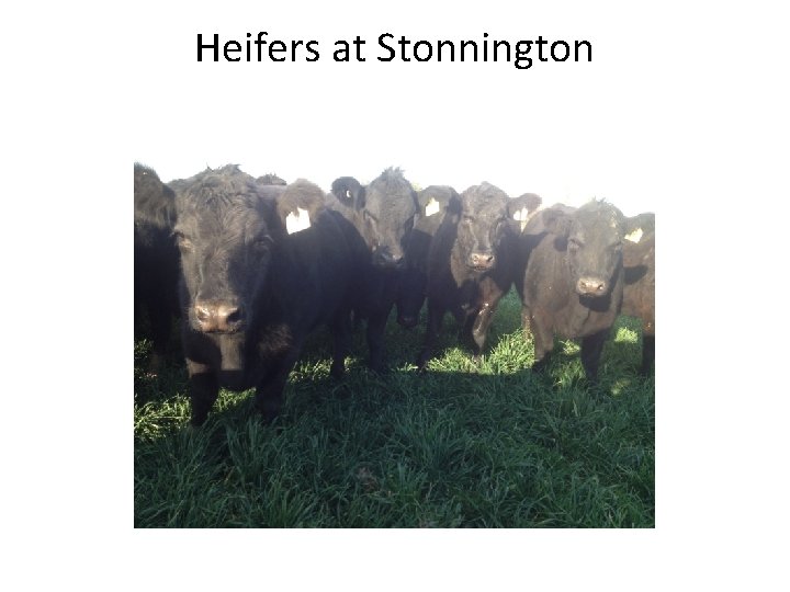 Heifers at Stonnington 