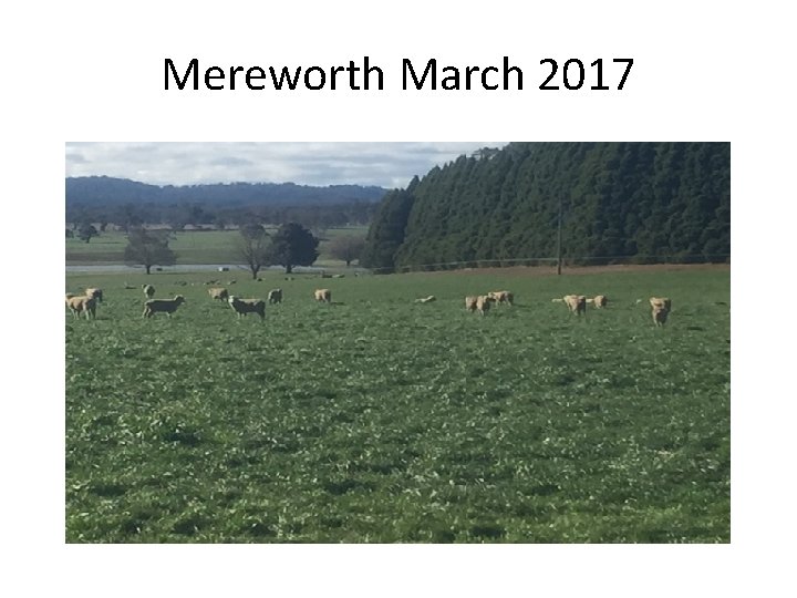 Mereworth March 2017 