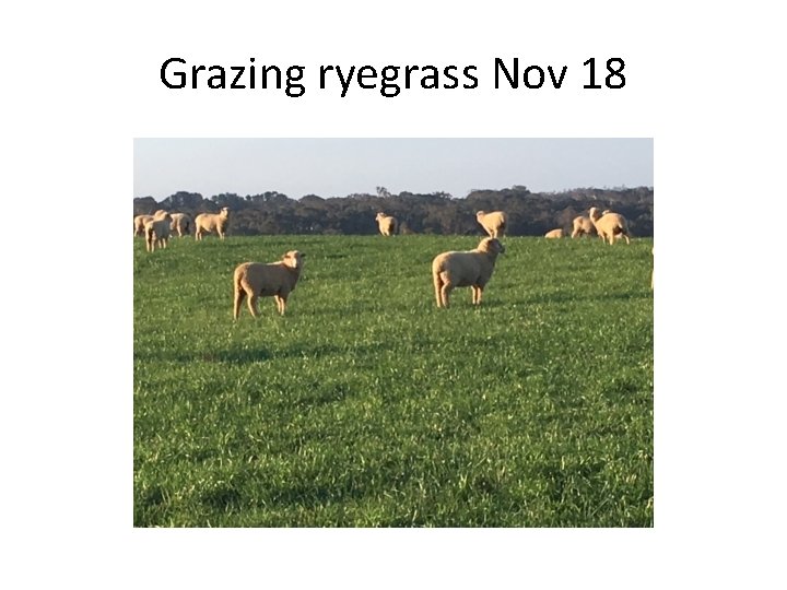 Grazing ryegrass Nov 18 