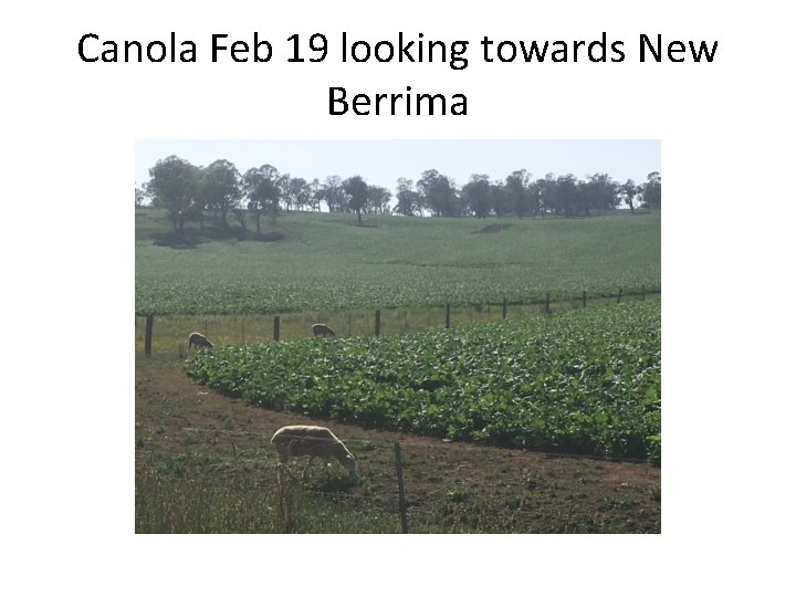 Canola Feb 19 looking towards New Berrima 