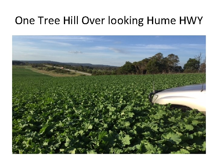 One Tree Hill Over looking Hume HWY 
