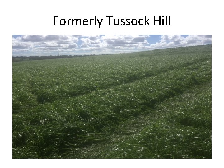 Formerly Tussock Hill 