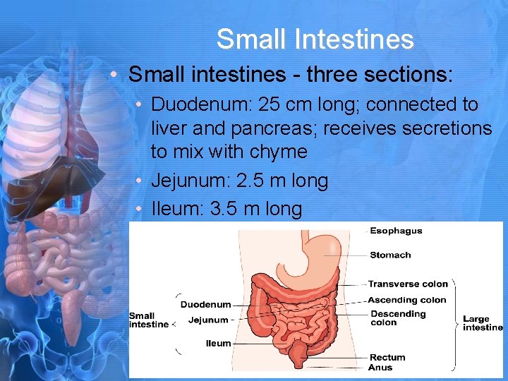 Small Intestines • Small intestines - three sections: • Duodenum: 25 cm long; connected