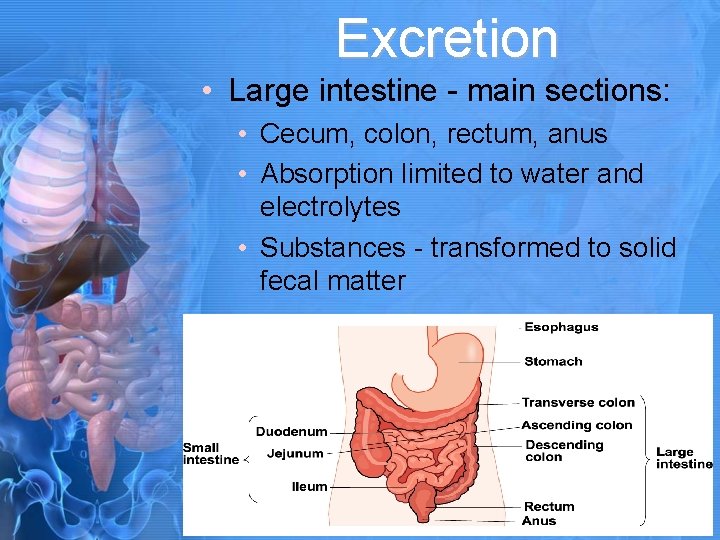 Excretion • Large intestine - main sections: • Cecum, colon, rectum, anus • Absorption