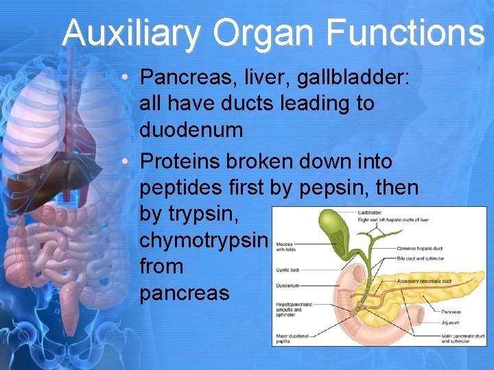 Auxiliary Organ Functions • Pancreas, liver, gallbladder: all have ducts leading to duodenum •