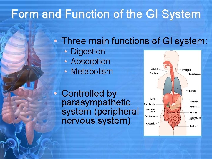 Form and Function of the GI System • Three main functions of GI system: