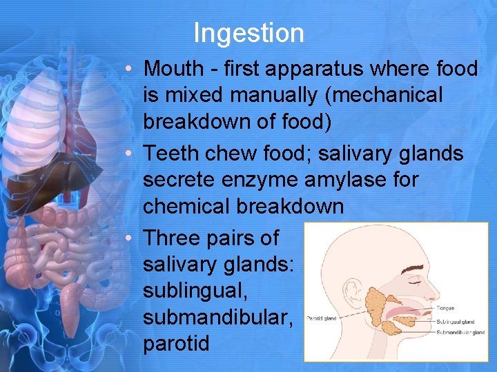 Ingestion • Mouth - first apparatus where food is mixed manually (mechanical breakdown of
