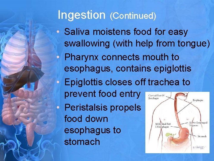 Ingestion (Continued) • Saliva moistens food for easy swallowing (with help from tongue) •