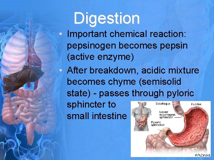 Digestion • Important chemical reaction: pepsinogen becomes pepsin (active enzyme) • After breakdown, acidic