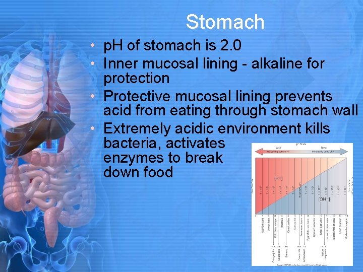 Stomach • p. H of stomach is 2. 0 • Inner mucosal lining -