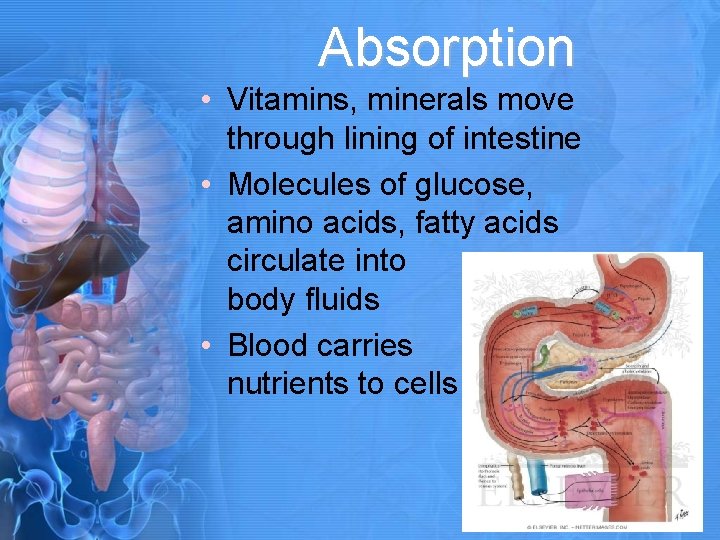 Absorption • Vitamins, minerals move through lining of intestine • Molecules of glucose, amino