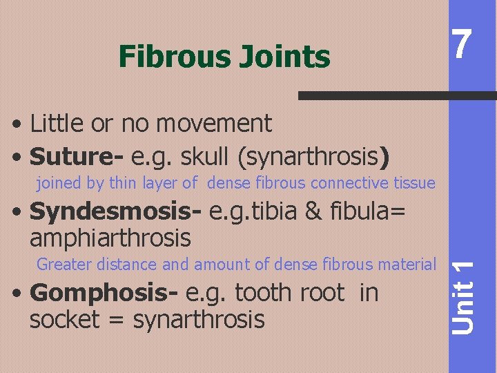 Fibrous Joints 7 • Little or no movement • Suture- e. g. skull (synarthrosis)