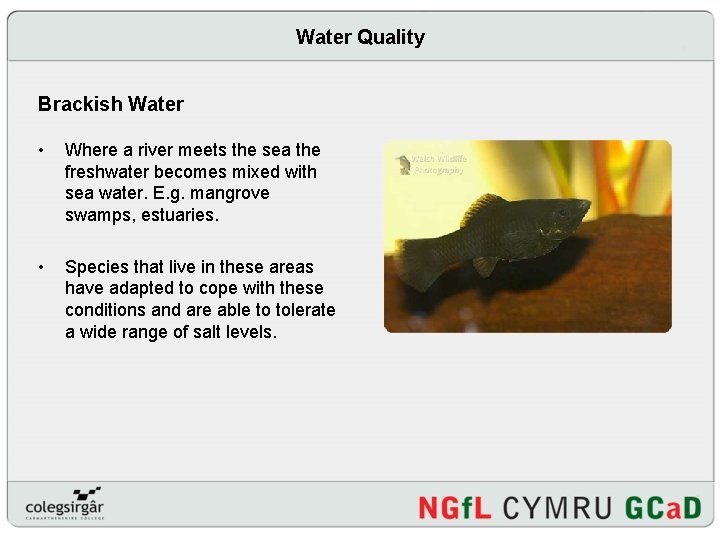 Water Quality Brackish Water • Where a river meets the sea the freshwater becomes