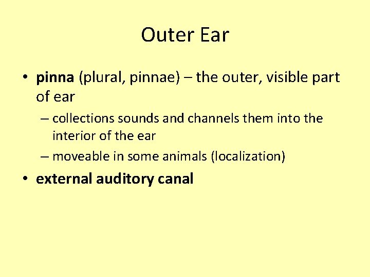 Outer Ear • pinna (plural, pinnae) – the outer, visible part of ear – Outer Ear • pinna (plural, pinnae) – the outer, visible part of ear –