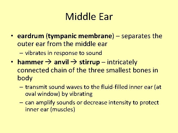 Middle Ear • eardrum (tympanic membrane) – separates the outer ear from the middle Middle Ear • eardrum (tympanic membrane) – separates the outer ear from the middle