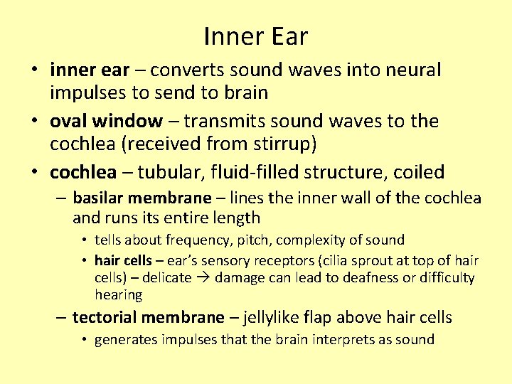 Inner Ear • inner ear – converts sound waves into neural impulses to send Inner Ear • inner ear – converts sound waves into neural impulses to send