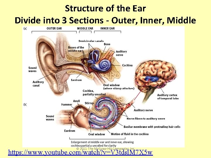 Structure of the Ear Divide into 3 Sections - Outer, Inner, Middle © 2011 Structure of the Ear Divide into 3 Sections - Outer, Inner, Middle © 2011