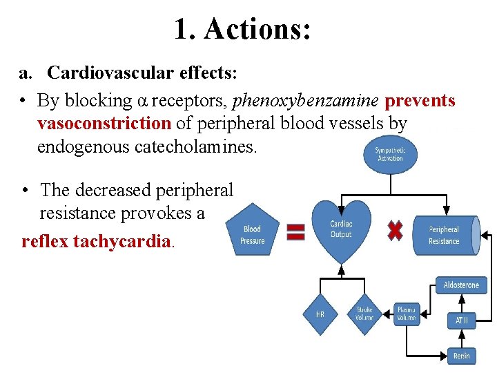 1. Actions: a. Cardiovascular effects: • By blocking α receptors, phenoxybenzamine prevents vasoconstriction of