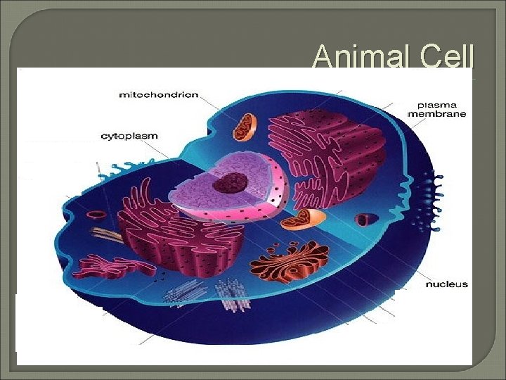 Animal Cell 