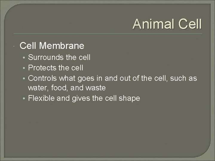 Animal Cell Membrane • Surrounds the cell • Protects the cell • Controls what