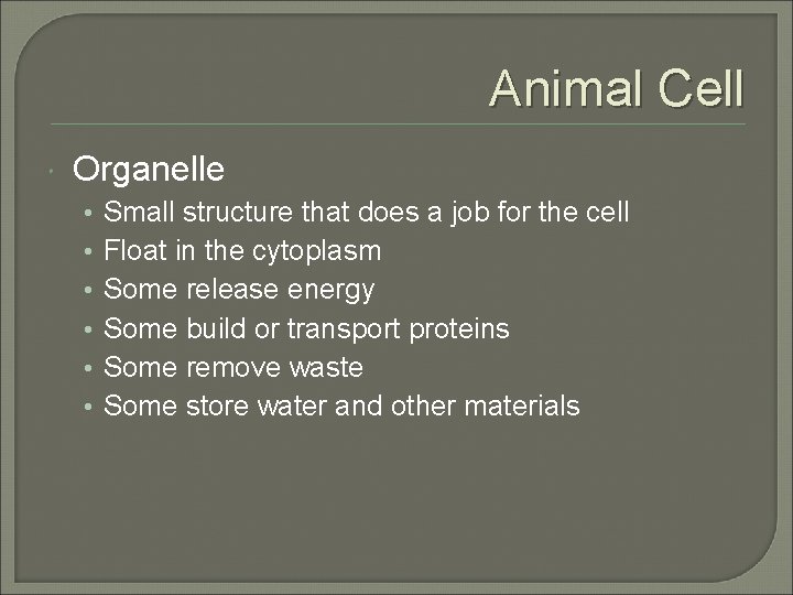 Animal Cell Organelle • • • Small structure that does a job for the