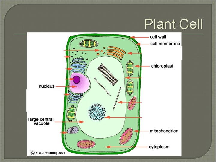 Plant Cell 