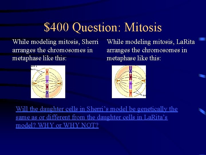 $400 Question: Mitosis While modeling mitosis, Sherri arranges the chromosomes in metaphase like this: $400 Question: Mitosis While modeling mitosis, Sherri arranges the chromosomes in metaphase like this: