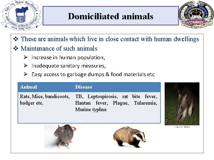Domiciliated animals v These are animals which live in close contact with human dwellings Domiciliated animals v These are animals which live in close contact with human dwellings