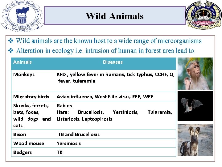 Wild Animals v Wild animals are the known host to a wide range of Wild Animals v Wild animals are the known host to a wide range of