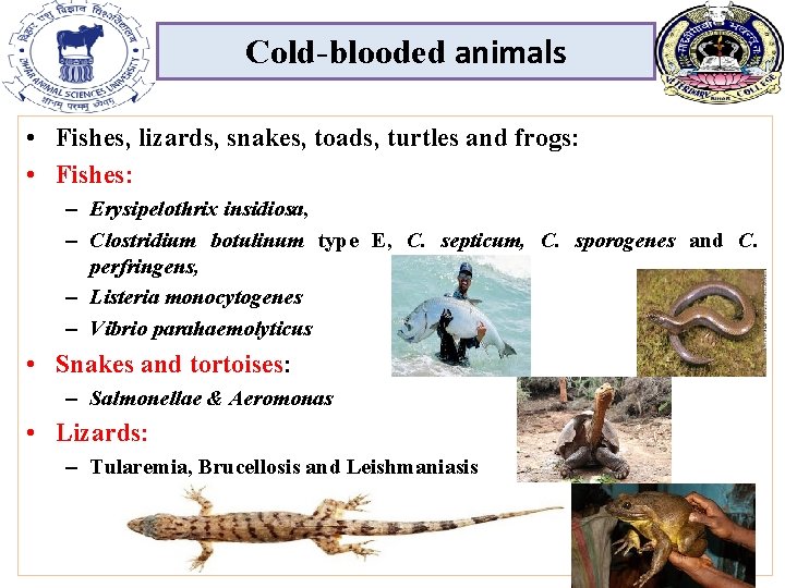 Cold-blooded animals • Fishes, lizards, snakes, toads, turtles and frogs: • Fishes: – Erysipelothrix Cold-blooded animals • Fishes, lizards, snakes, toads, turtles and frogs: • Fishes: – Erysipelothrix