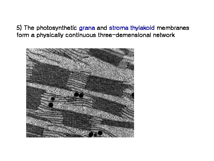 5) The photosynthetic grana and stroma thylakoid membranes form a physically continuous three-demensional network