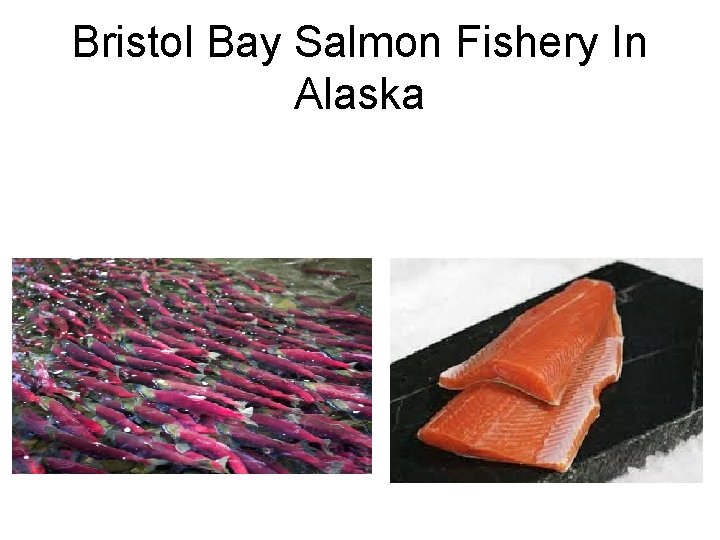 Bristol Bay Salmon Fishery In Alaska 