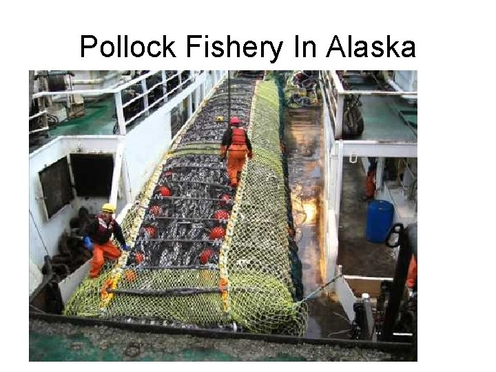 Pollock Fishery In Alaska 