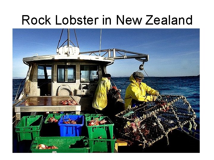 Rock Lobster in New Zealand 