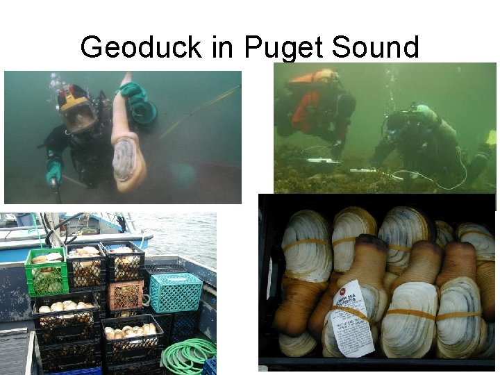 Geoduck in Puget Sound 