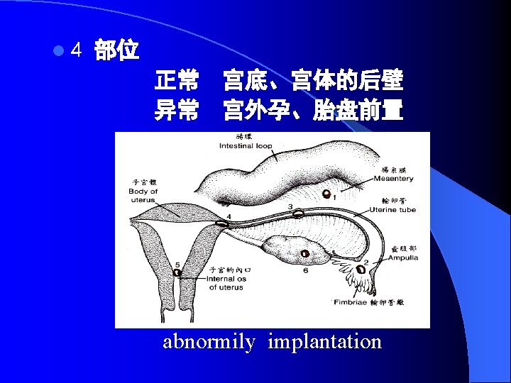 lhuman body occurrenc and development l blastocyst formation