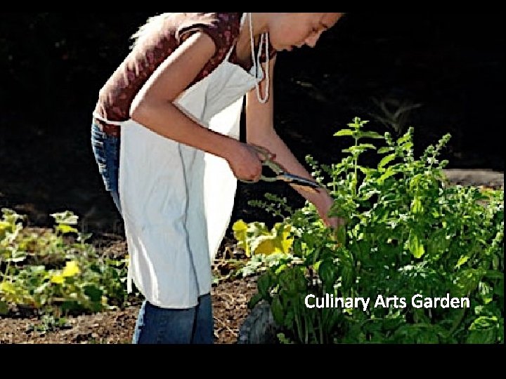 Culinary Arts Garden 