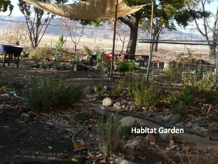 Habitat Garden 
