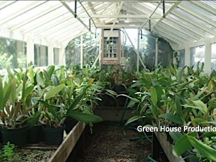 Green House Productio 