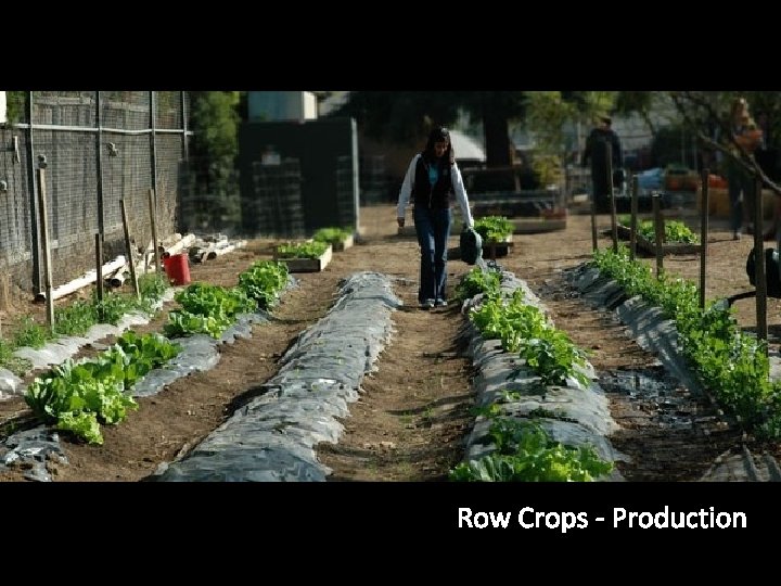 Row Crops - Production 