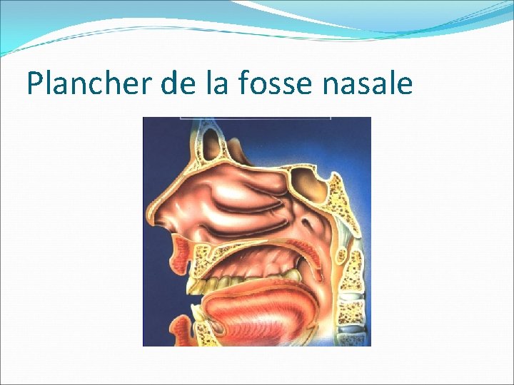 Plancher de la fosse nasale Plancher de la fosse nasale